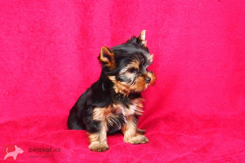 Jorkšírský teriál s PP FCI