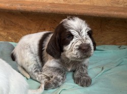 Italský spinone štěně