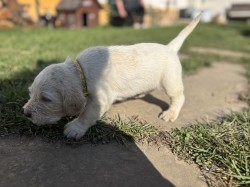 Italský spinone štěně