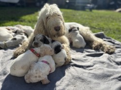 Italský spinone štěně