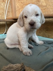 Italský spinone štěně