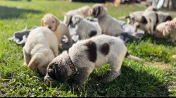Italský spinone štěně