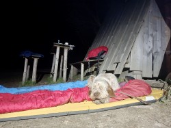 Italský spinone štěně