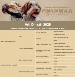Italský spinone štěně
