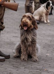 Italský spinone štěně