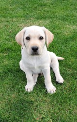 Labrador - štěňátka s PP