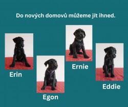 Štěně knírač střední černý s PP