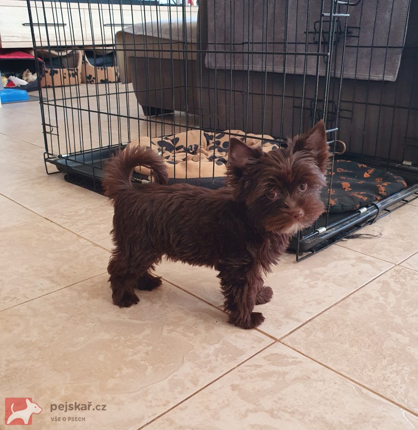 Jorkšírský terier