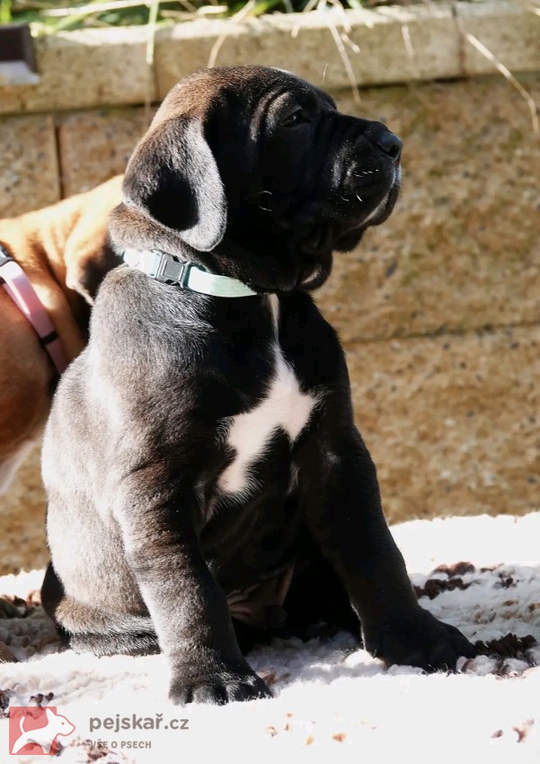 Tosa Inu štěňata s t