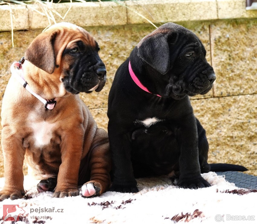 Tosa Inu štěňata s t