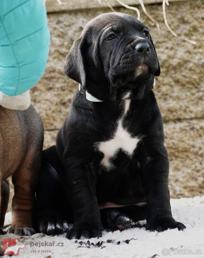 Tosa Inu štěňata s t
