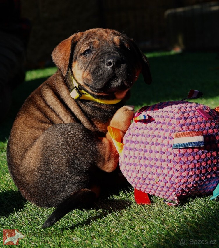 Tosa Inu štěňata s t