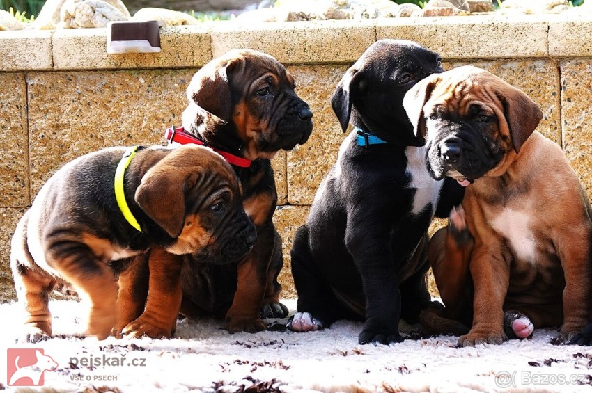 Tosa Inu štěňata s t