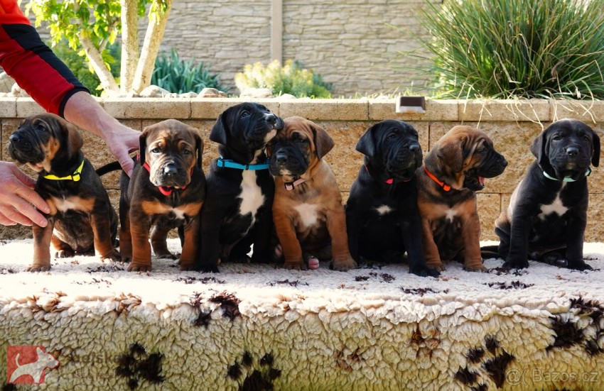 Tosa Inu štěňata s t