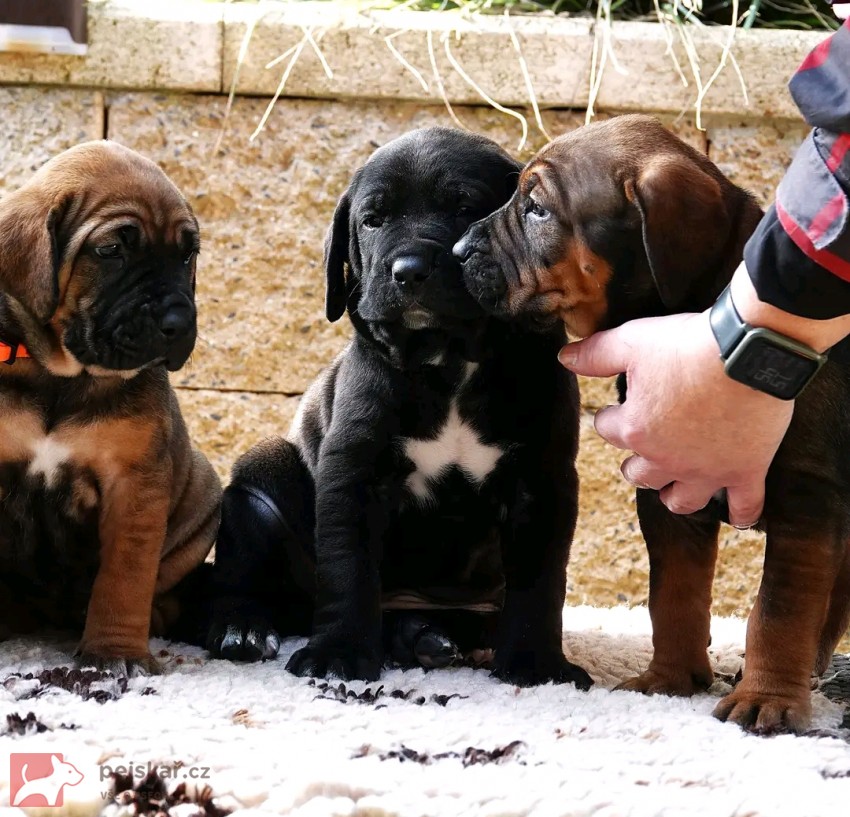 Tosa Inu štěňata s t