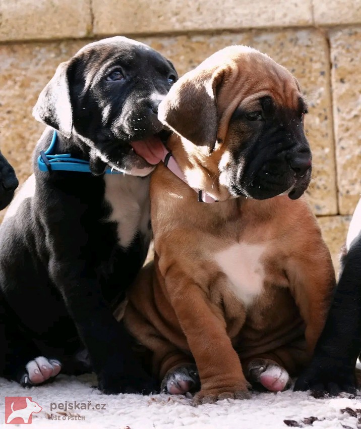 Tosa Inu štěňata s t