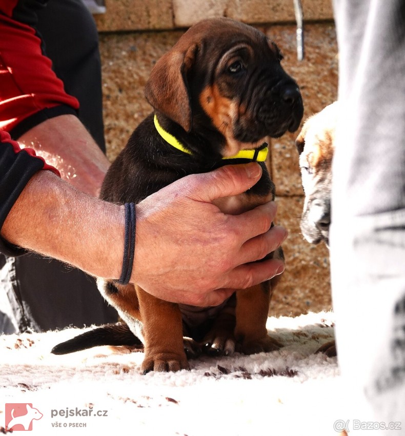 Tosa Inu štěňata s t
