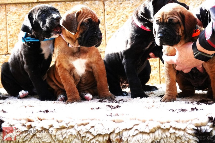 Tosa Inu štěňata s t