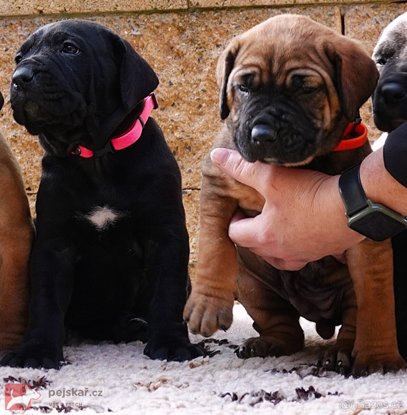 Tosa Inu štěňata s t