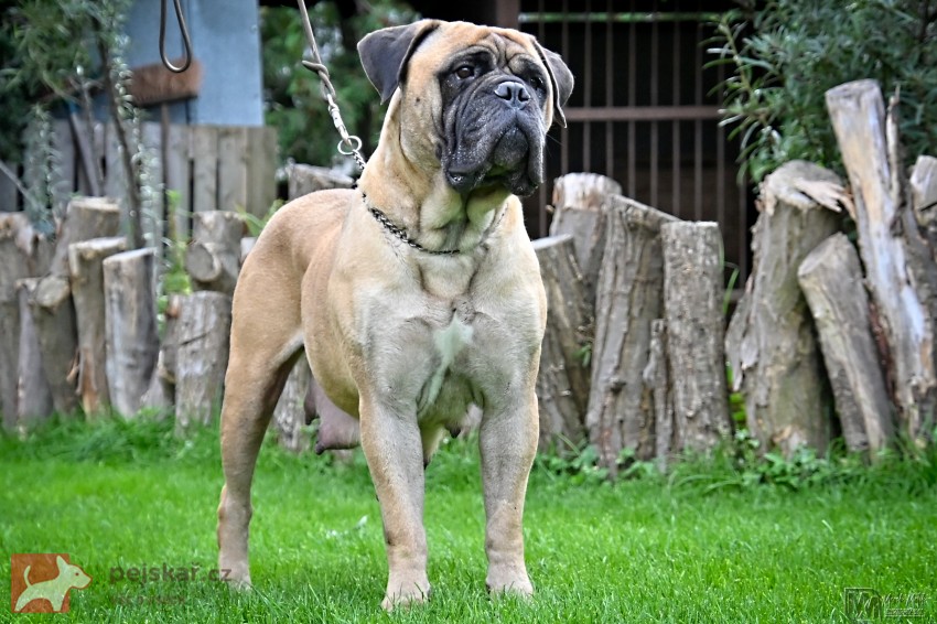 Bullmastiff, Bullmastif, Bulmastif štěňátka s PP