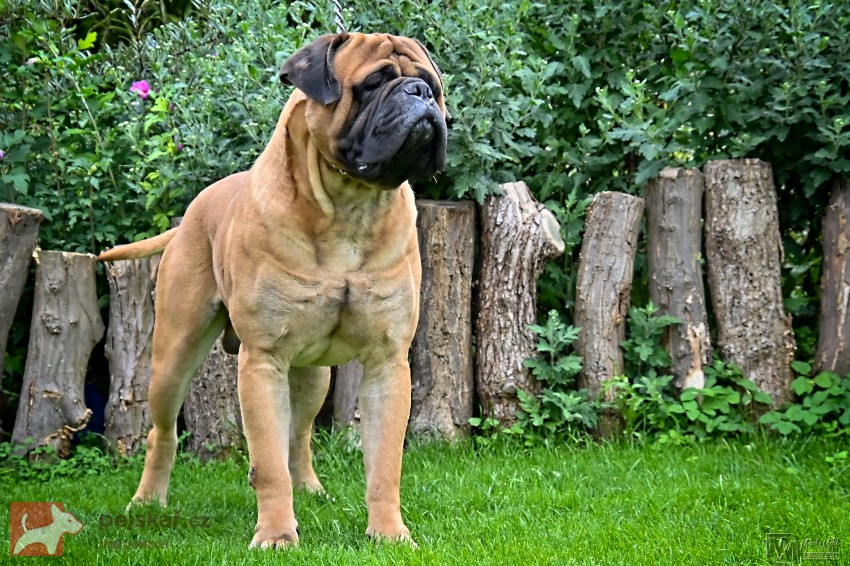 Bullmastiff, Bullmastif, Bulmastif štěňátka s PP