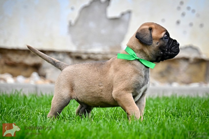 Bullmastiff, Bullmastif, Bulmastif štěňátka s PP
