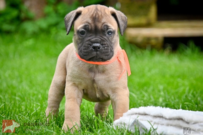 Bullmastiff, Bullmastif, Bulmastif štěňátka s PP
