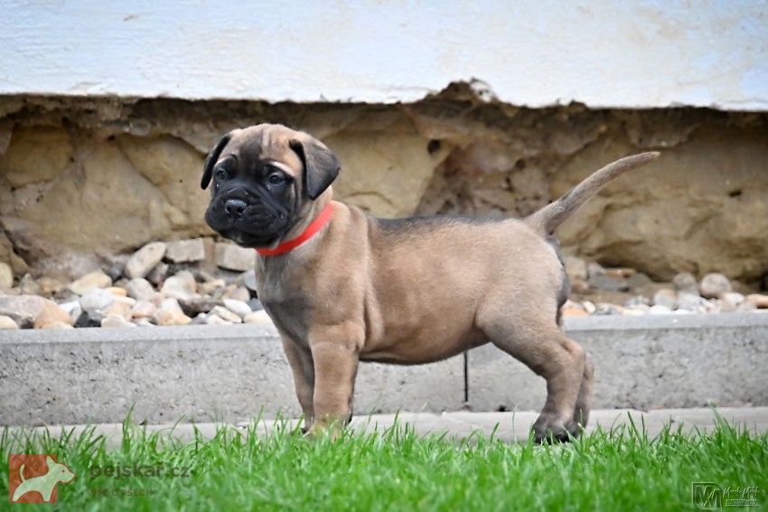 Bullmastiff, Bullmastif, Bulmastif štěňátka s PP
