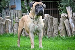 Inzerce psů Bullmastiff, Bullmastif, Bulmastif štěňátka s PP