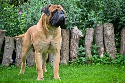 Bullmastiff, Bullmastif, Bulmastif štěňátka s PP