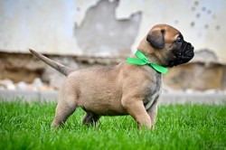 Bullmastiff, Bullmastif, Bulmastif štěňátka s PP