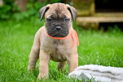 Bullmastiff, Bullmastif, Bulmastif štěňátka s PP