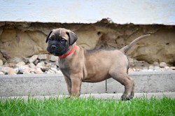 Bullmastiff, Bullmastif, Bulmastif štěňátka s PP