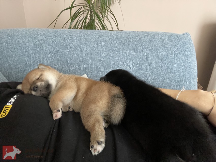 štěňátka shiba inu