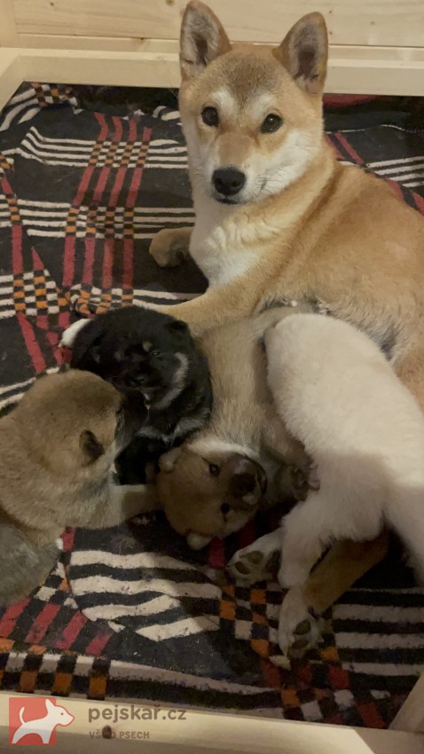 štěňátka shiba inu