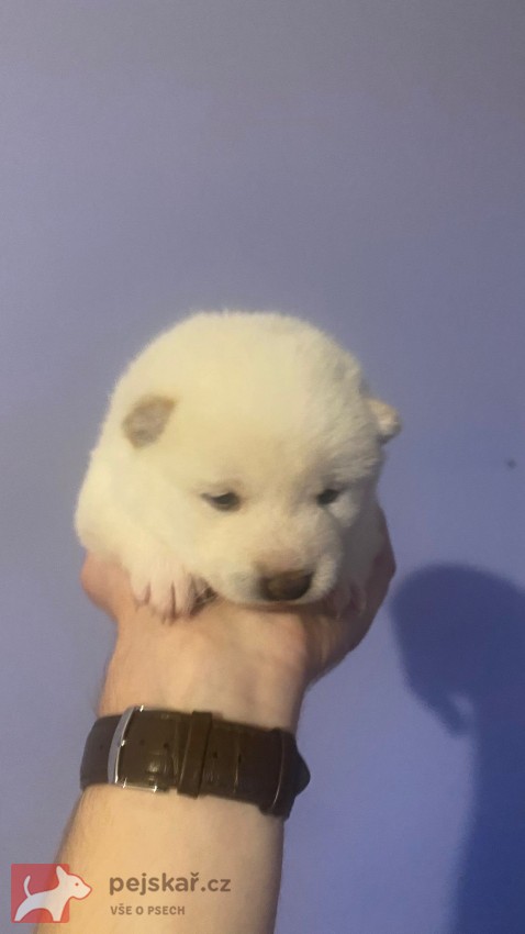 štěňátka shiba inu