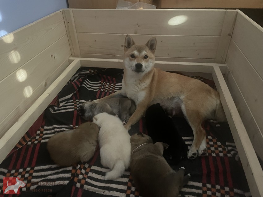 štěňátka shiba inu