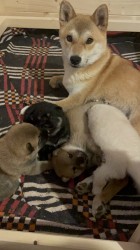 štěňátka shiba inu