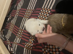 štěňátka shiba inu