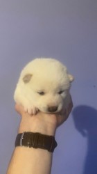 štěňátka shiba inu