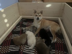 štěňátka shiba inu