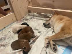 štěňátka shiba inu