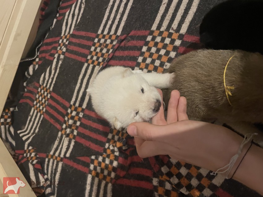 štěňátka shiba inu