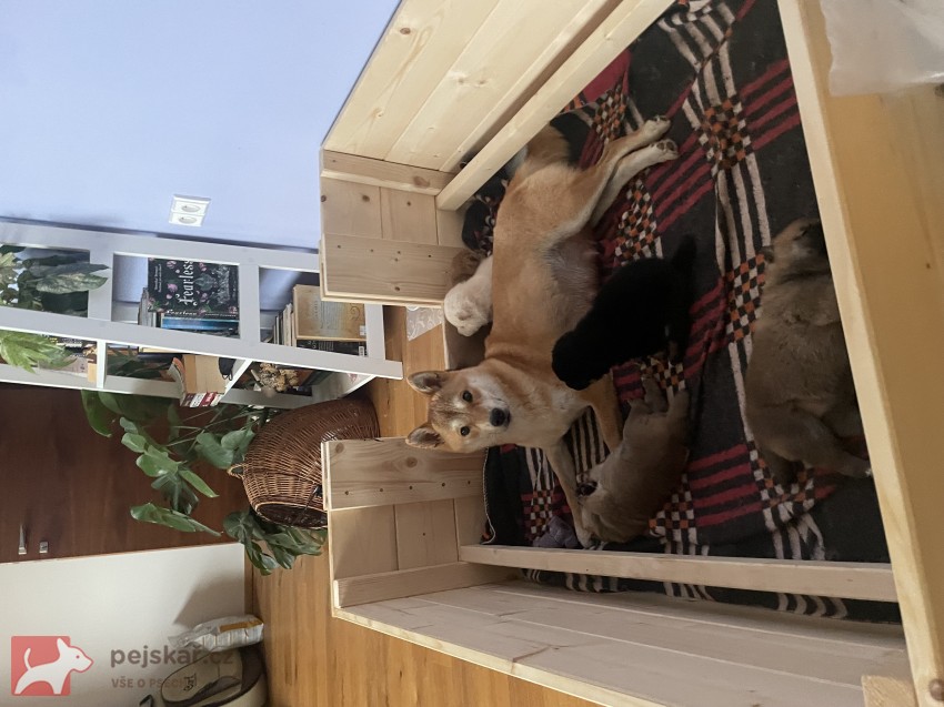 štěňátka shiba inu