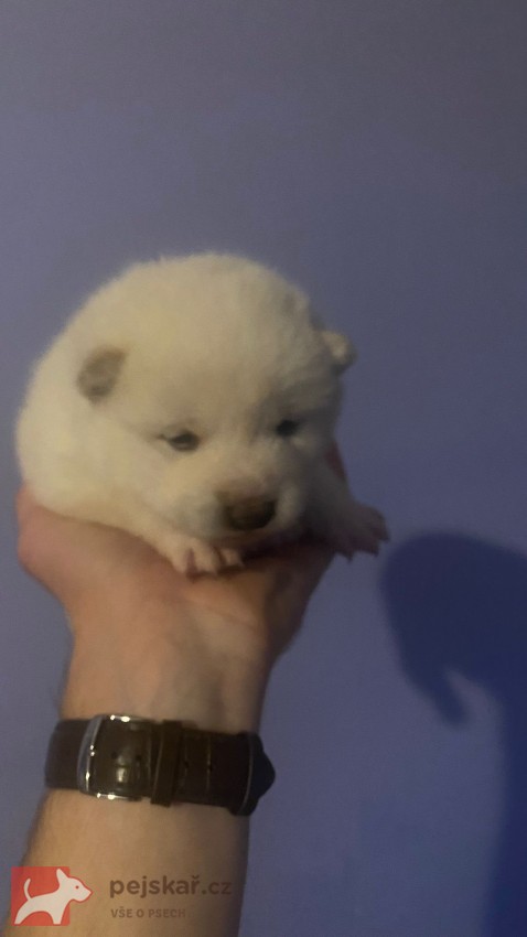 štěňátka shiba inu