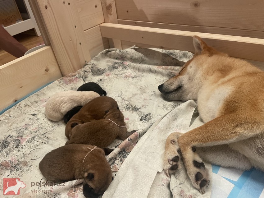 štěňátka shiba inu