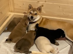 Inzerce psů štěňátka shiba inu