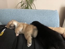 štěňátka shiba inu
