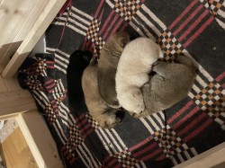 štěňátka shiba inu