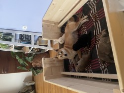 štěňátka shiba inu